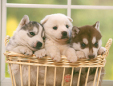 タキクラ犬猫病院