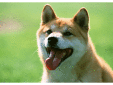 伊東動物病院