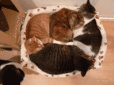イヴ動物病院