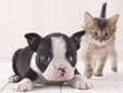 あいん猫と犬の病院
