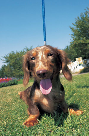 ミニチュア・ダックスフンド