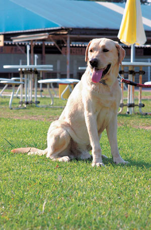 ラブラドール・レトリーバー