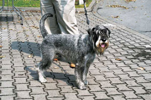 スタンダード・シュナウザー