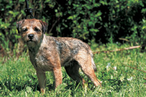 ボーダー・テリア