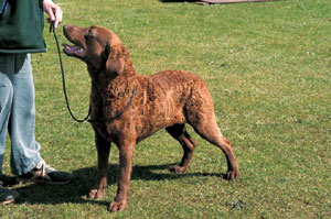 チェサピーク・ベイ・レトリーバー