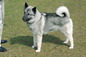 ノルウェジアン・エルクハウンド