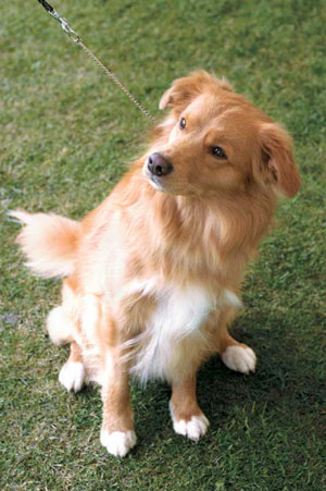 ノヴァ・スコシア・ダック・トーリング・レトリーバー