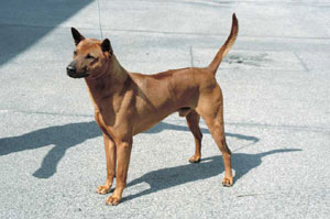 タイ・リッジバック・ドッグ