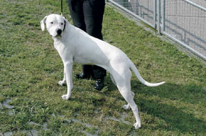 ドゴ・アルヘンティーノ