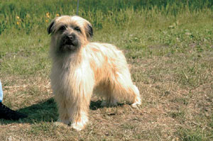 ピレニアン・シープドッグ・ロングヘアード