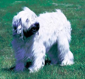 カタロニアン・シープドッグ