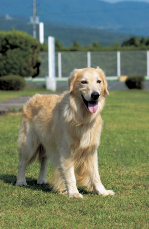 ゴールデン・レトリーバー