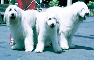 サウス・ロシアン・シェパード・ドッグ