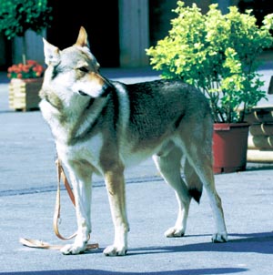 チェコスロバキアン・ウルフドッグ