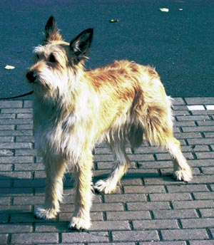 ピカーディ・シープドッグ