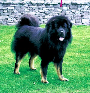 チベタン・マスティフ