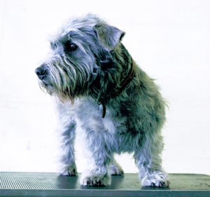 アイリッシュ・グレン・オブ・イマール・テリア