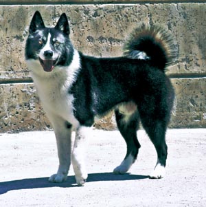 カレリアン・ベア・ドッグ