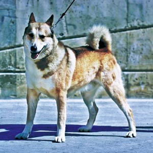 ウエスト・シベリアン・ライカ