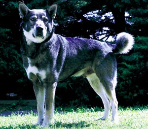 スウェーディッシュ・エルクハウンド