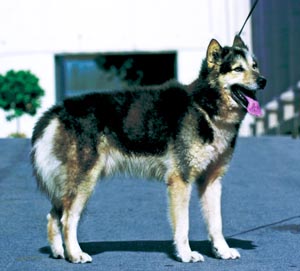 グリーンランド・ドッグ