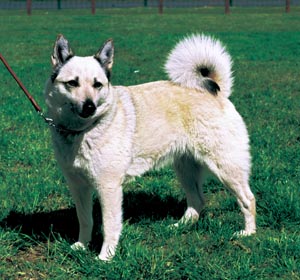 ノルウェジアン・ビュードッグ