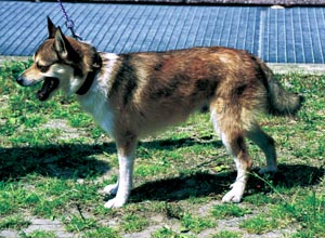 ノルウェジアン・パフィン・ドッグ