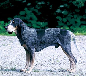 スモール・ガスコーニュ・ハウンド