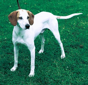 イストリアン・スムースコーテッド・ハウンド