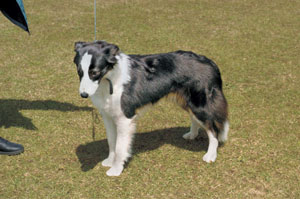 ボーダー・コリー