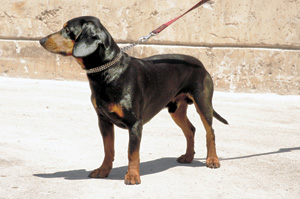 スロバキアン・ハウンド