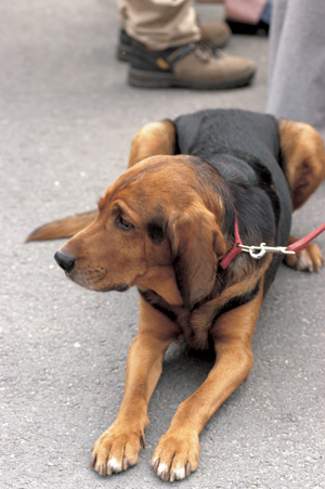 ポーリッシュ・ハウンド