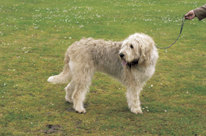 オッターハウンド