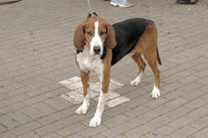 フィニッシュ・ハウンド