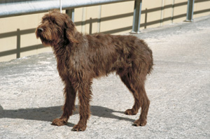 プードル・ポインター