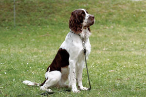 フレンチ・スパニエル