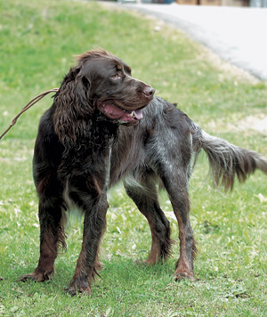 ピカーディ・スパニエル