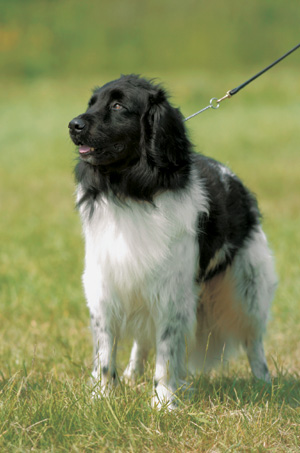 シュタバイフーン