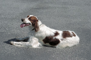 アイリッシュ・レッド・アンド・ホワイト・セター