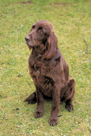 ジャーマン・ロングヘアード・ポインター
