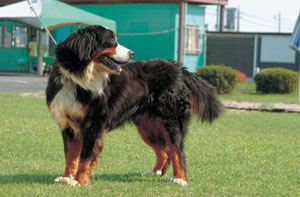 バーニーズ・マウンテン・ドッグ