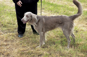 ワイマラナー・ロングヘアード