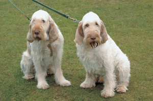 イタリアン・ワイアーヘアード・ポインティング・ドッグ