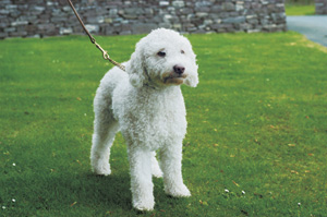 スパニッシュ・ウォーター・ドッグ