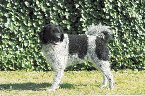 ヴェッターフーン