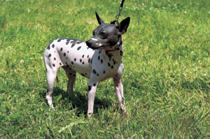 アメリカン・ヘアレス・テリア