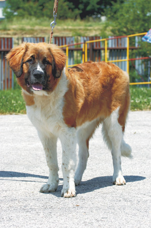 モスクワ・ガーディアン・マスティフ