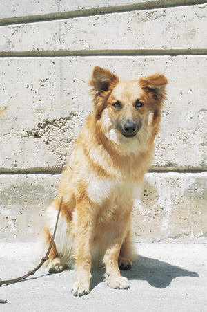 パストール・ガリフィアーノ