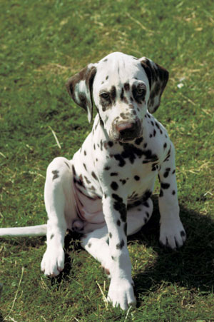 ダルメシアン