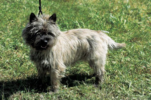 ケアーン・テリア